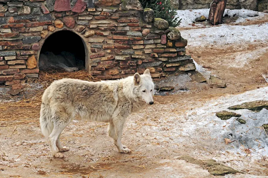 Московский зоопарк Полярные волки