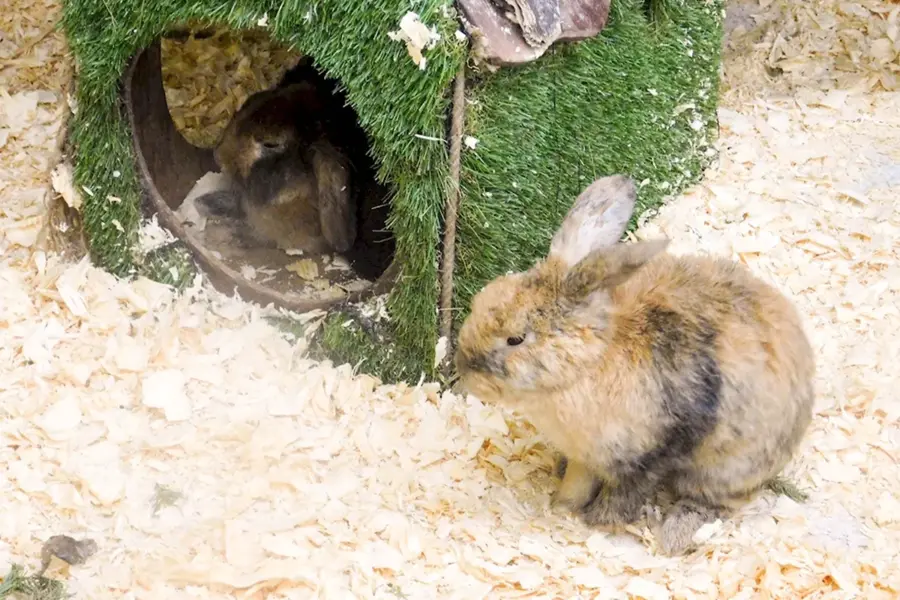 Можно ли сдать декоративного кролика в контактный зоопарк