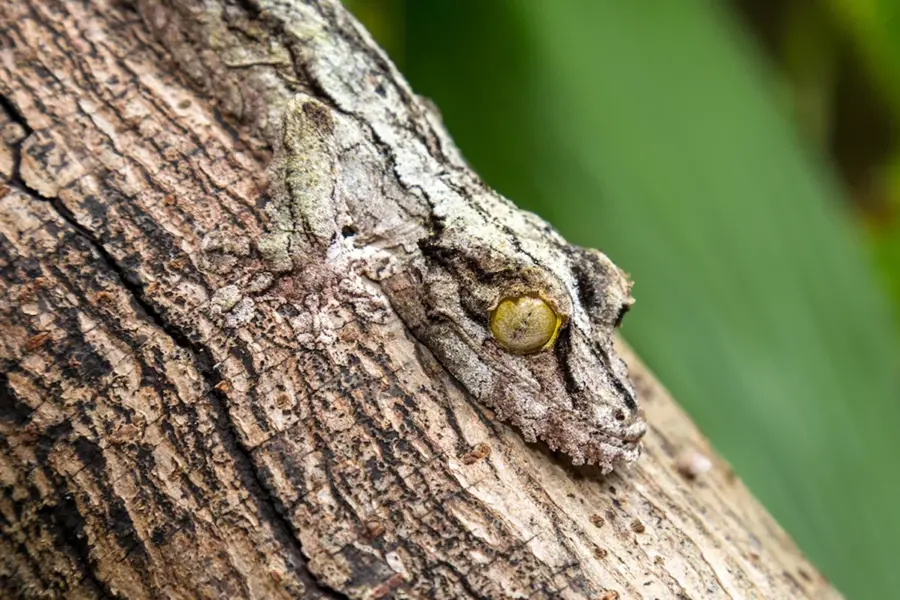 Мшистый листохвостый геккон