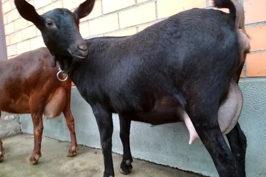 Мурсиана Гранадина порода коз