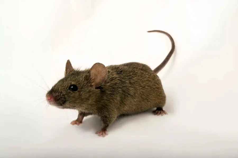 Mus musculus домовая мышь