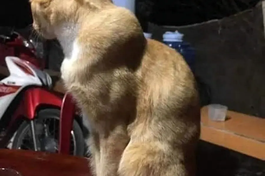 Мускулистый кот