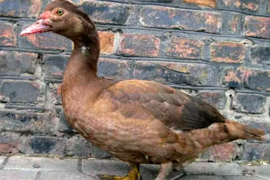Мускусная утка коричневая