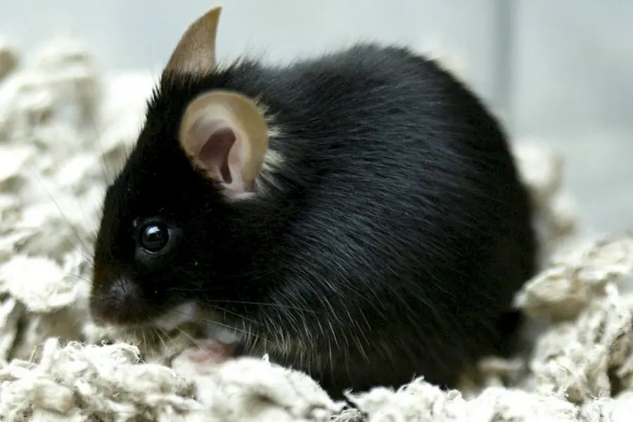 Мышь черная домовая