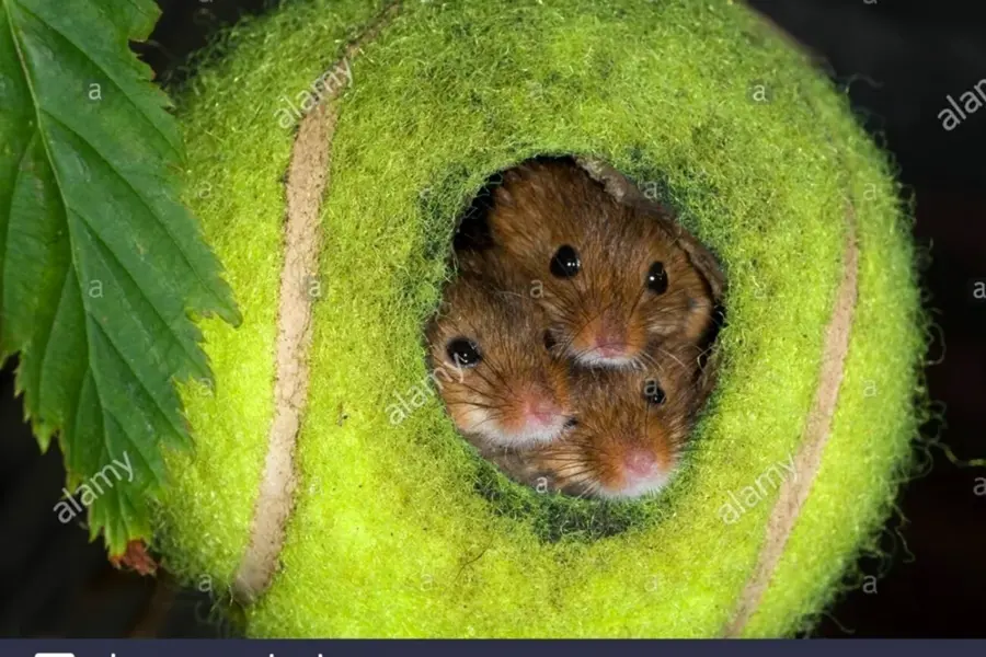 Мышь Малютка гнездо
