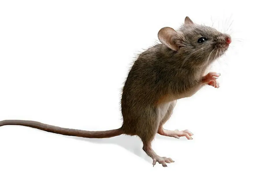 Мышь на задних лапках