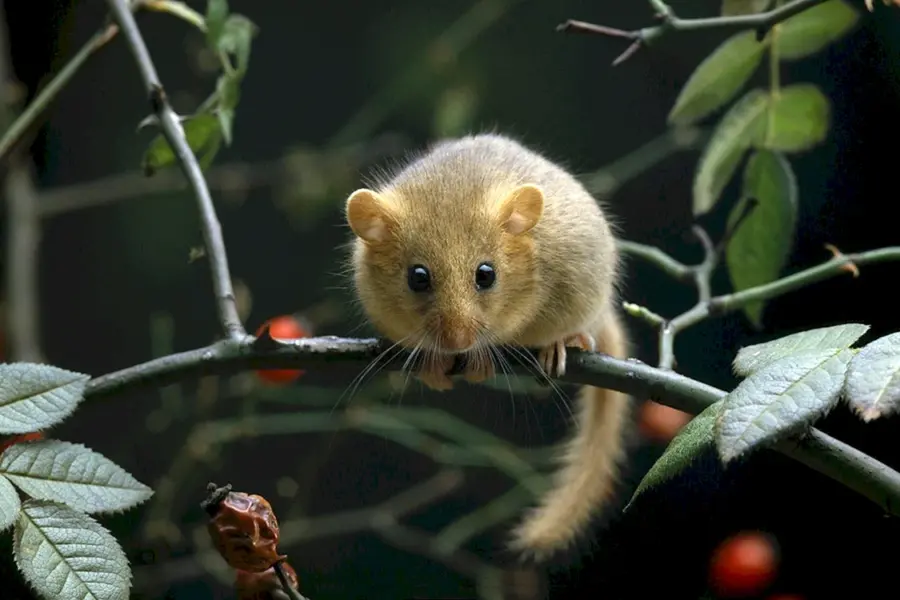 Мышь орешниковая Соня