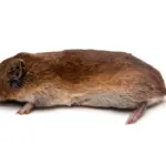 Мышь полевка с коротким хвостом
