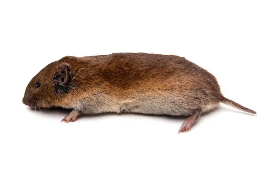 Мышь полевка с коротким хвостом