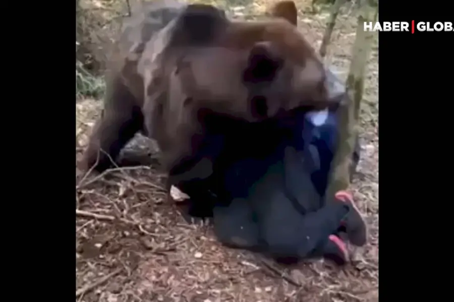 Нападение медведя на человека
