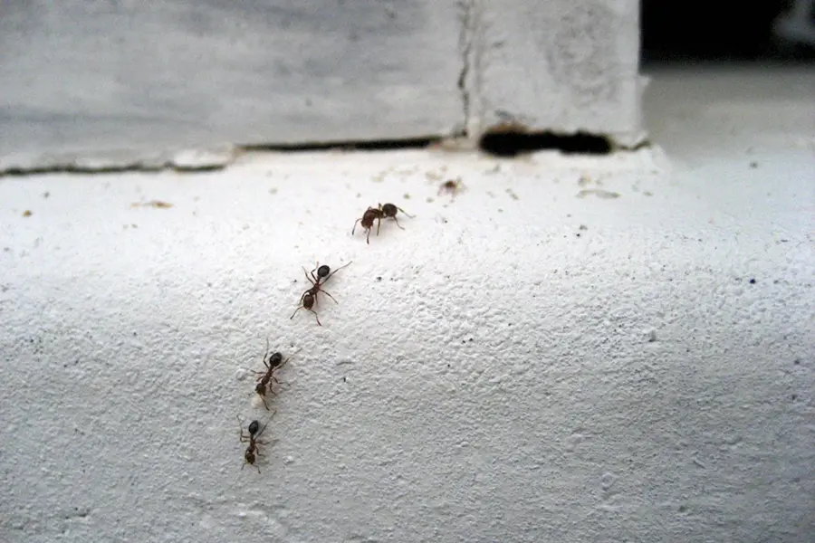 Насекомые домашние муравьи