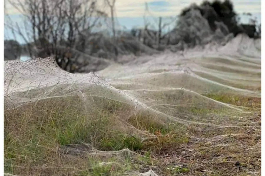 Нашествие пауков в Австралии 2020
