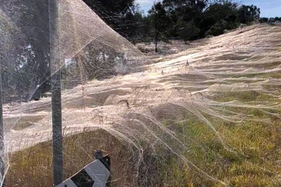 Нашествие пауков в Австралии 2021