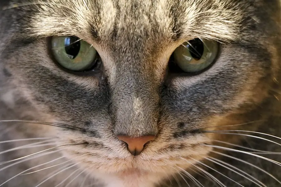 Настроение кошачьих глаз