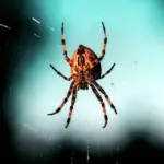 Наука о пауках