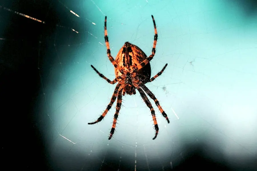 Наука о пауках