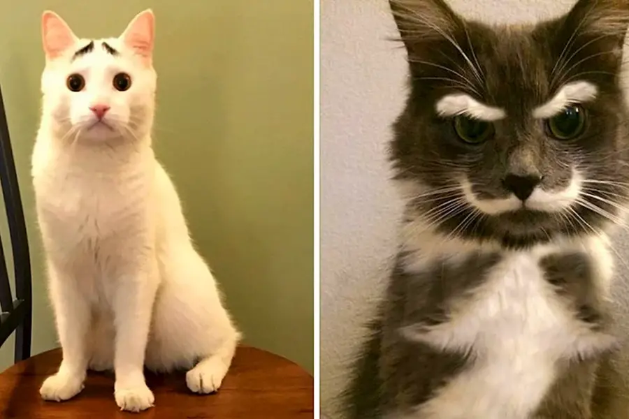Необычные окрасы кошек