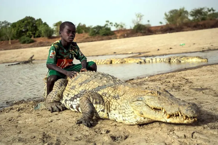 Нил крокодилы Египет