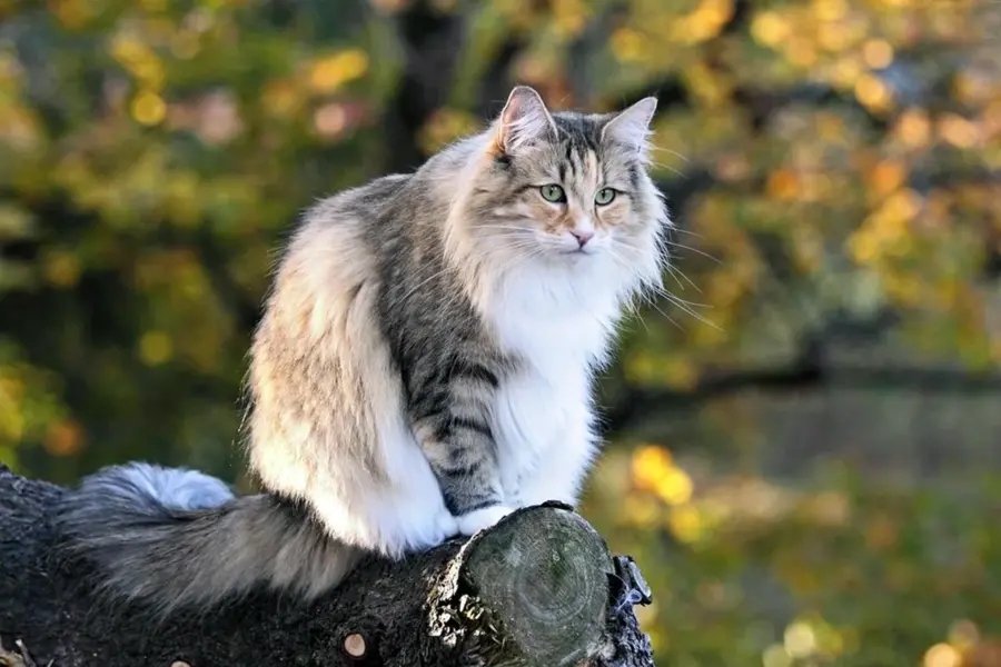 Норвержскаялесная кошка
