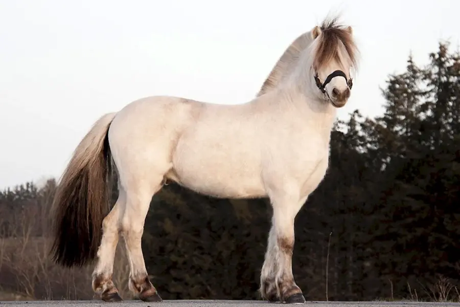 Норвежская фьордская порода лошадей