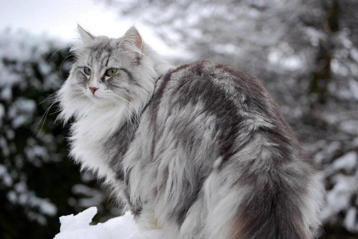 Финский кот. Норвежская Лесная. Норвежский Лесной кот. Норвежская Лесная Тошка. Сибирская дымчатая длинношерстная.