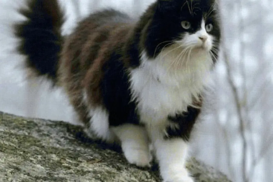 Норвежская Лесная кошка биколор