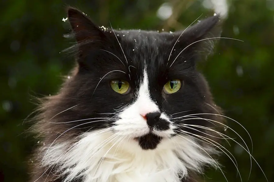 Норвежская Лесная кошка черно-белая