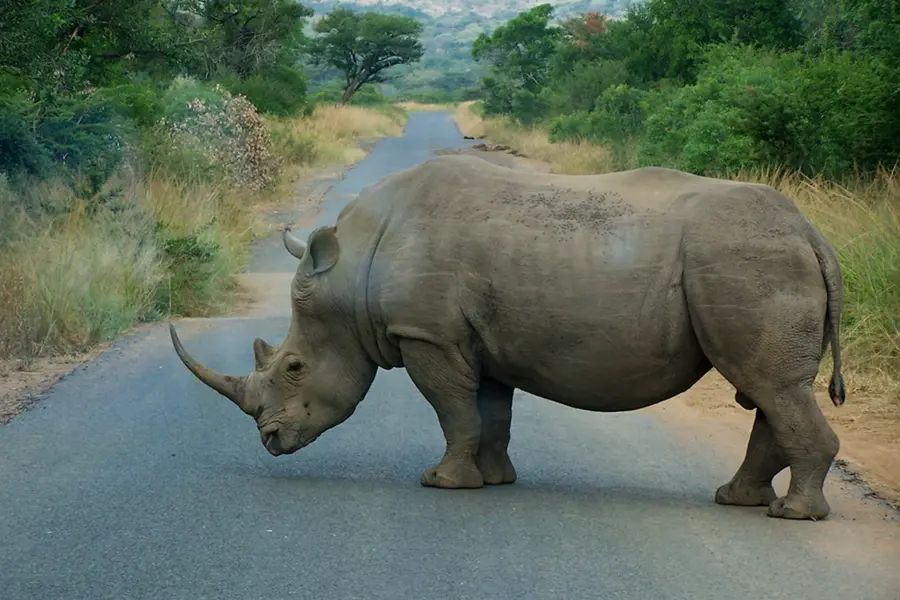 Носорог в Африке