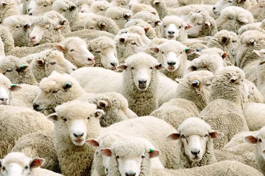 Новая Зеландия овцеводство