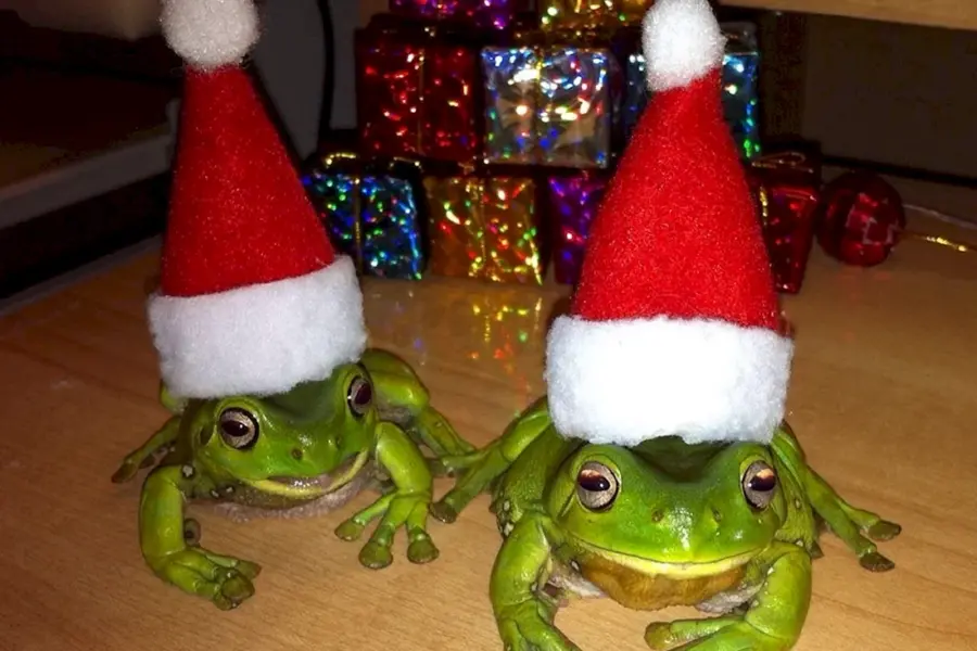 Новогодняя жаба