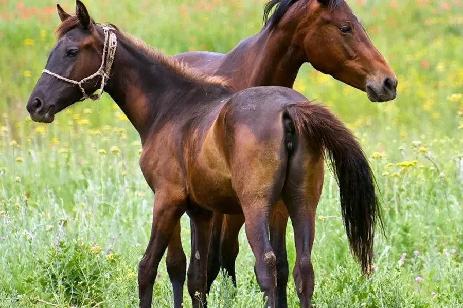 Новокиргизская порода лошадей