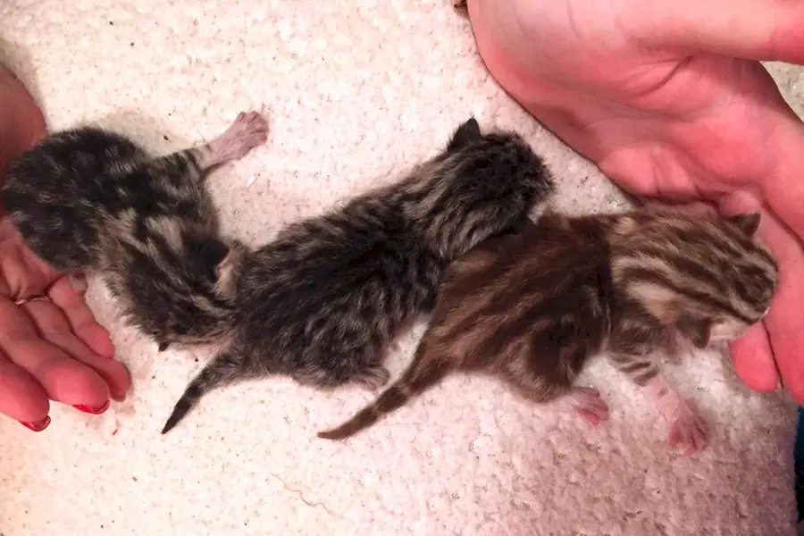 Новорожденные котята британские мраморные