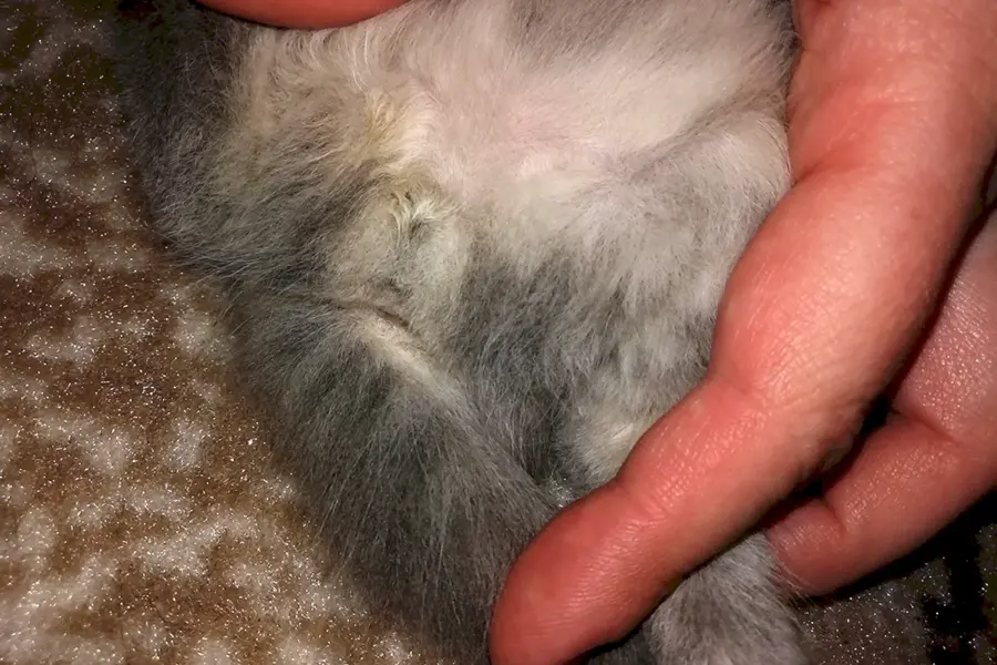 Новорожденные котята пол