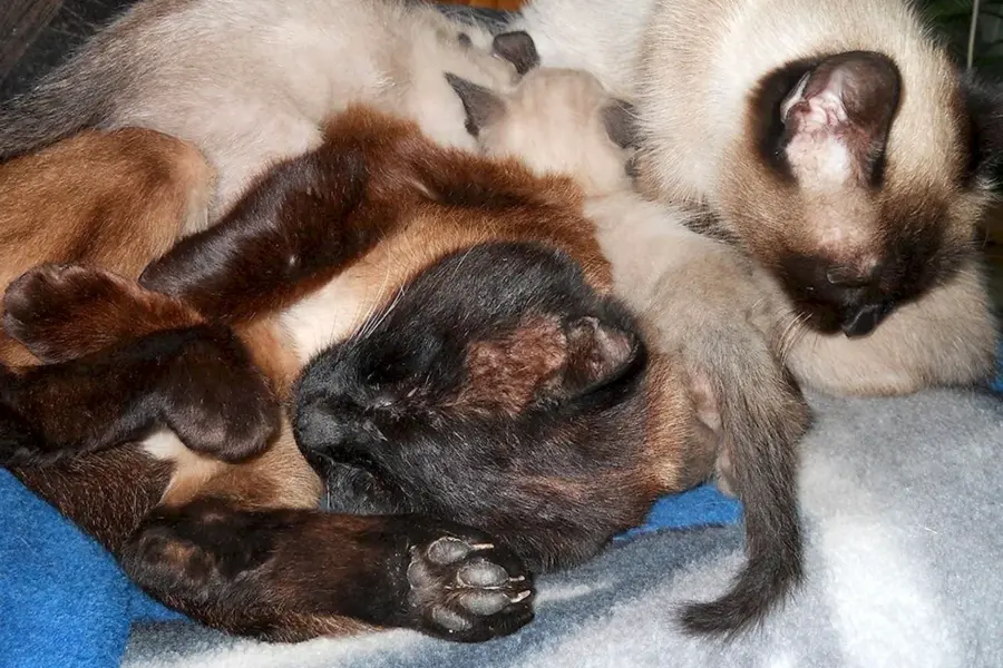 Новорожденные котята сиамцы
