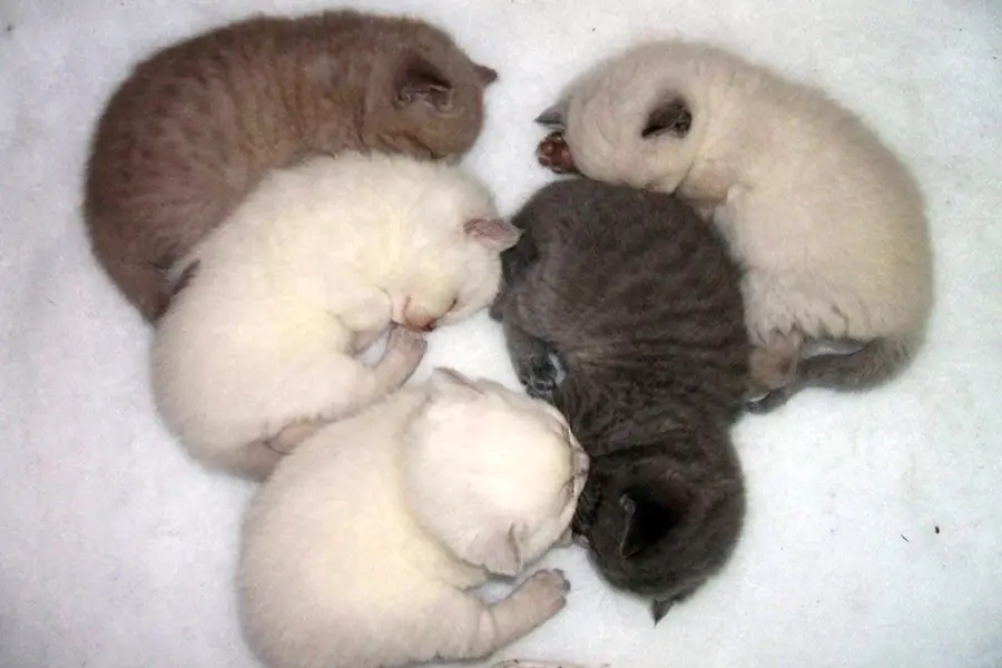 Новорожденные котята скотишфолда