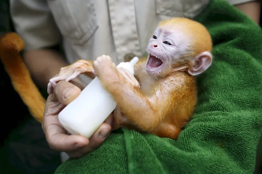 Новорожденные обезьянки