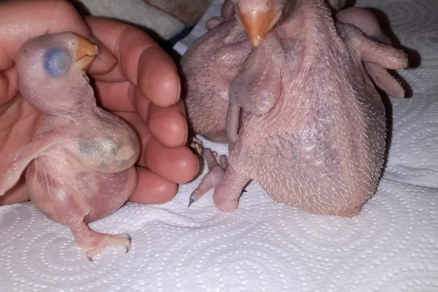 Новорожденные птенцы волнистых попугаев