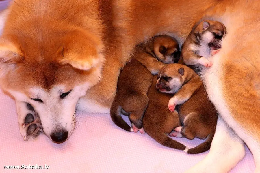 Новорожденные щенки Акита ину