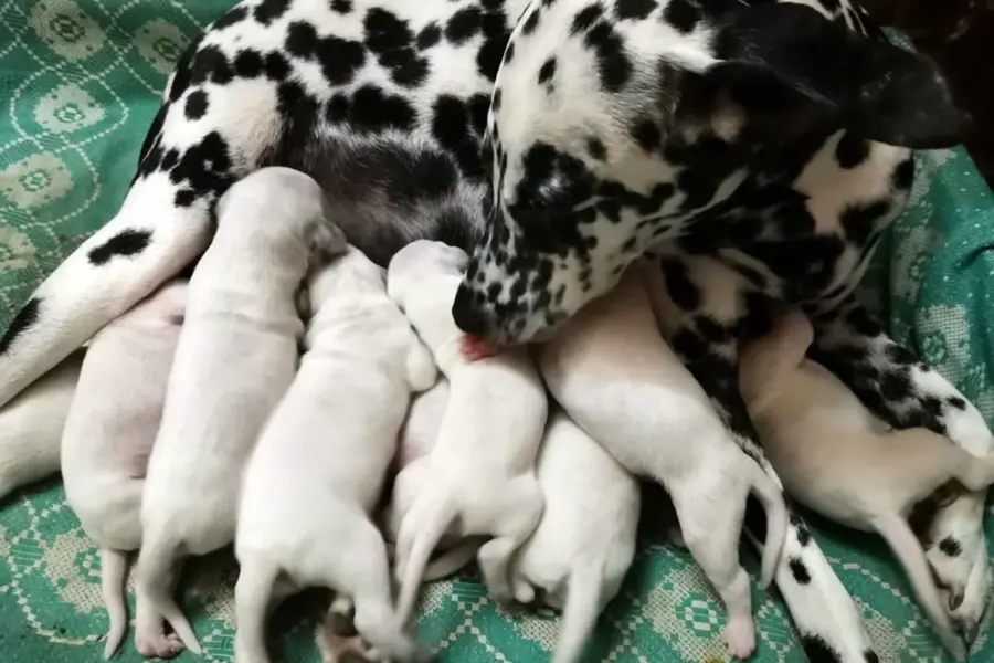 Новорожденные щенки далматина