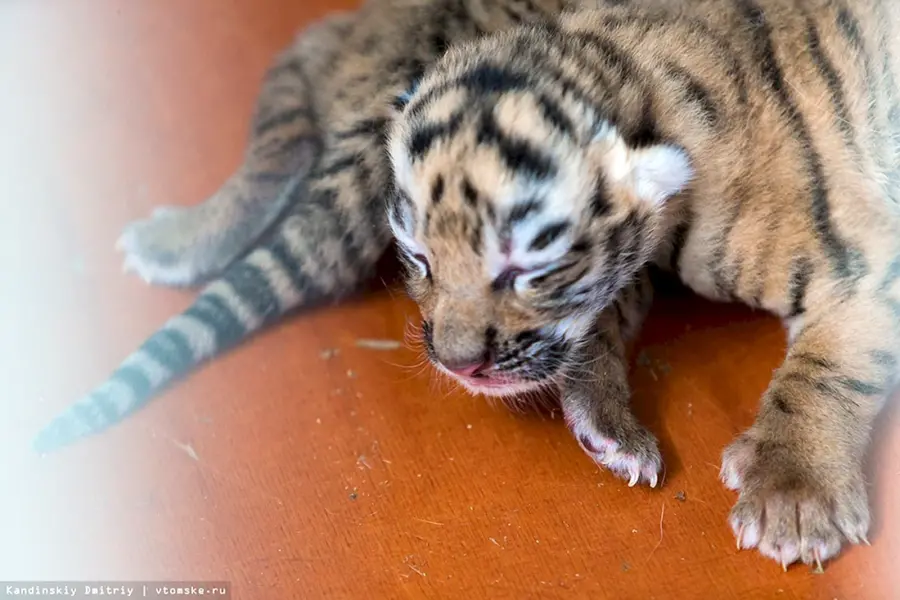Новорождённые тигрята