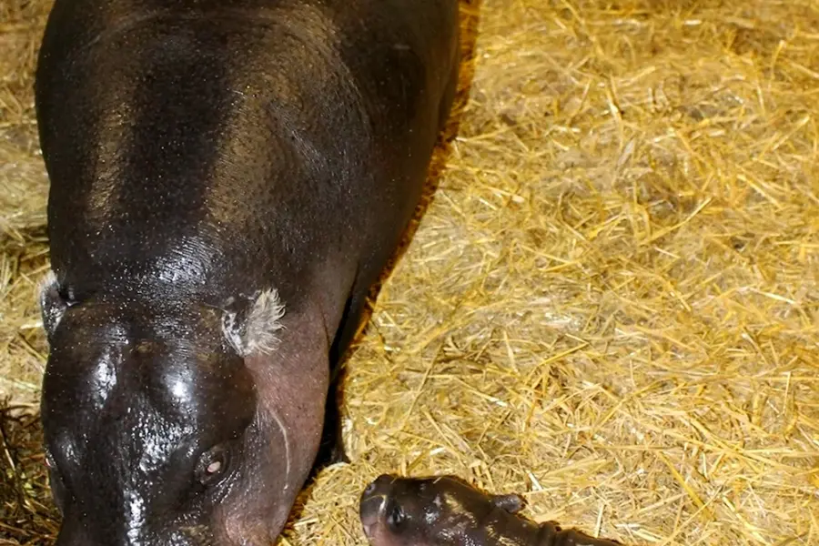 Новорожденный карликовый Бегемот