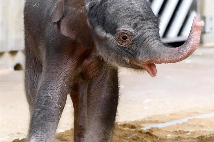 Новорождённый слонёнок весит