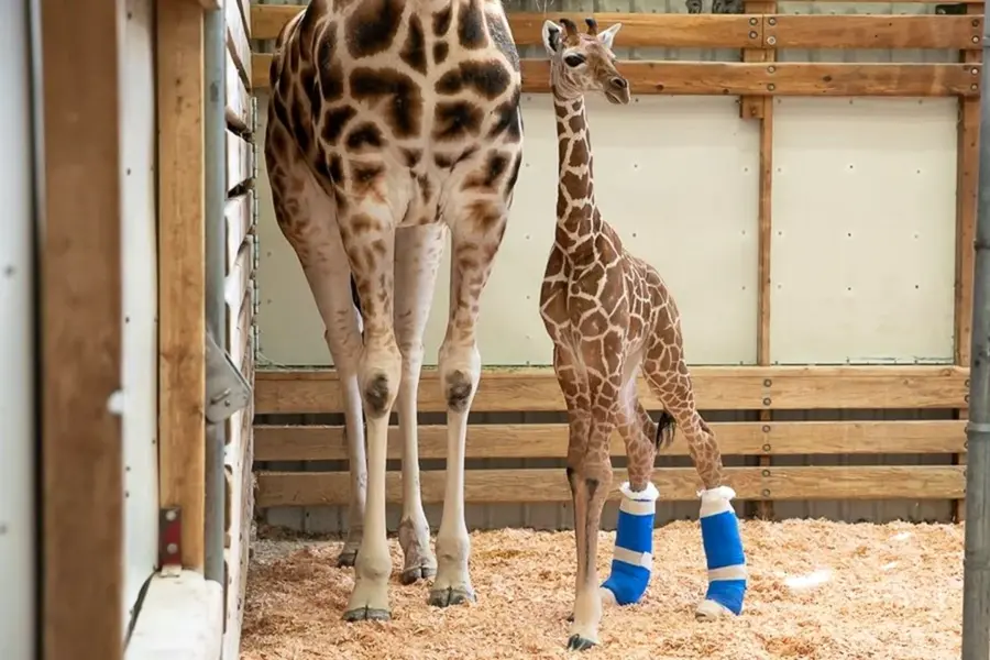 Новорожденный Жирафенок сколько весит