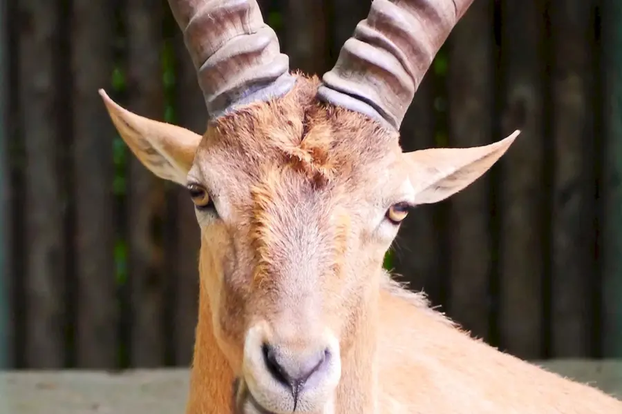 Нубийский козел рогатый