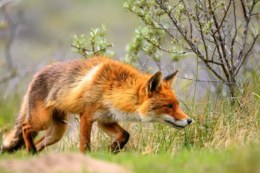 Обыкновенная лисица охота
