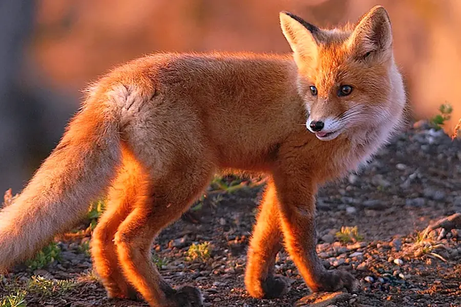 Обыкновенная лисица рыжая лисица