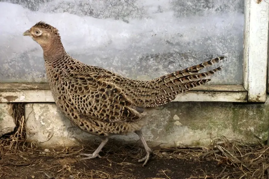 Обыкновенный фазан Курочка