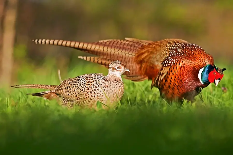 Обыкновенный фазан самка