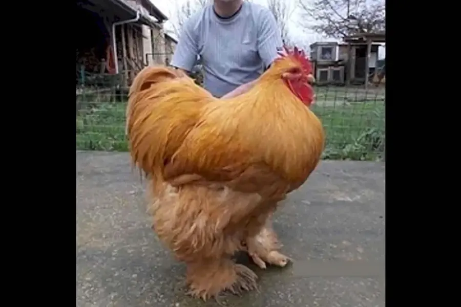 Огромная курица