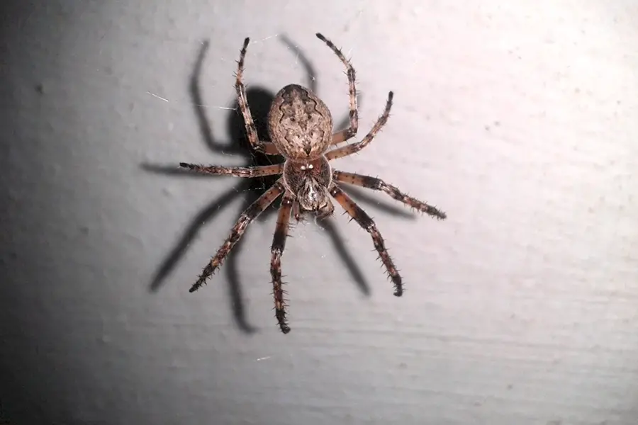 Огромные пауки на балконе
